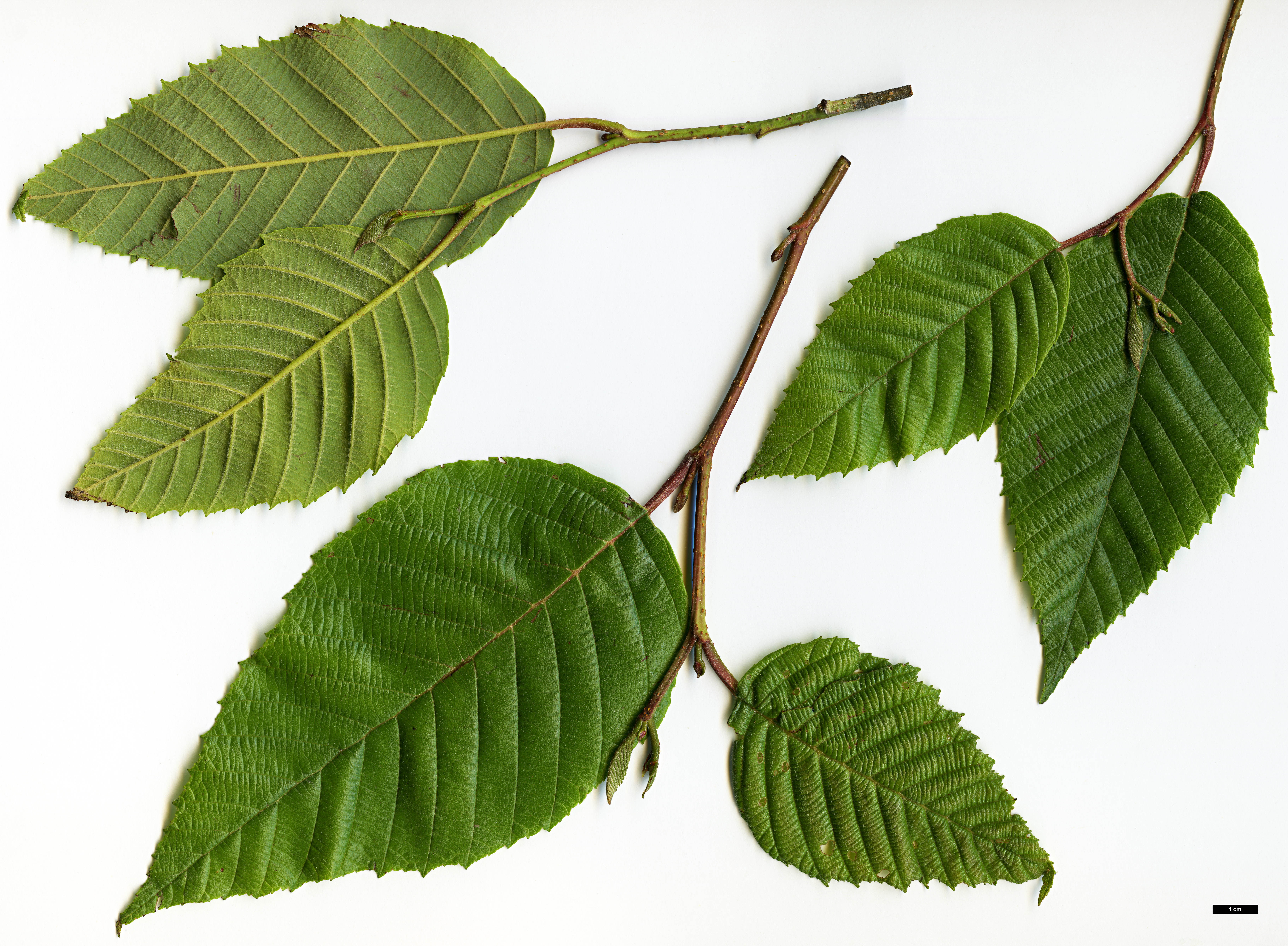 High resolution image: Family: Betulaceae - Genus: Alnus - Taxon: acuminata - SpeciesSub: subsp. arguta